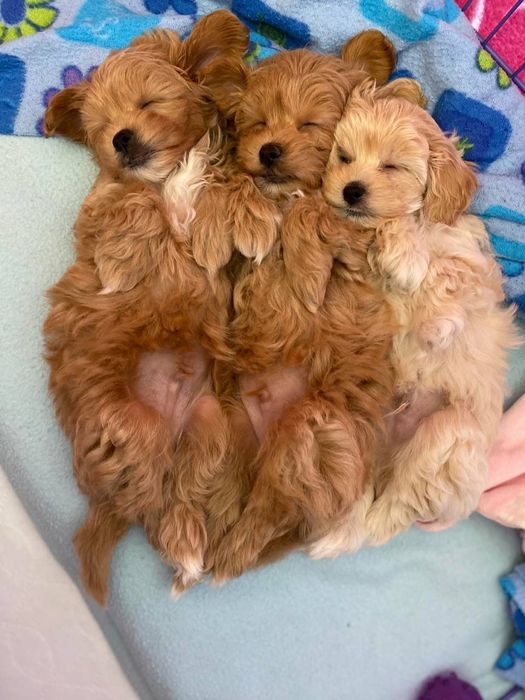 Короткий носик мини малыш Мальтипу Ф1 !!!