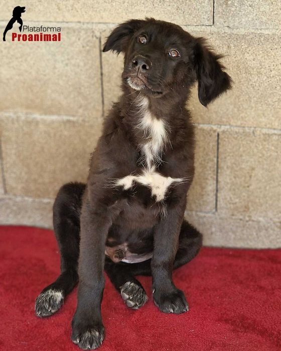 FUGI - Cãozinho jovem para Adoção!