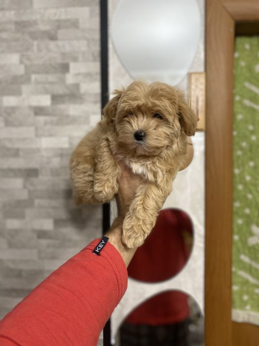 Гарненькі цуценята мальтіпу (мальтипу)