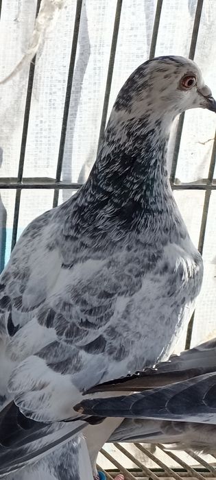 Pombo Correio sem número , Casal Correios