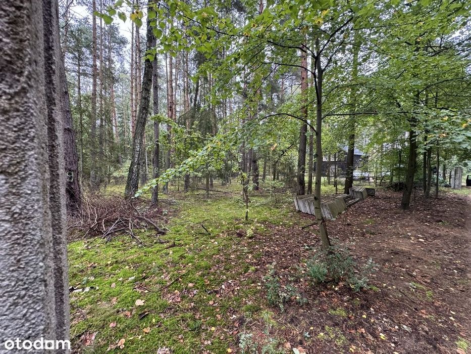 Twoje prywatne grzyby Działka 1993 m² Nowy Adamów - Widok 4