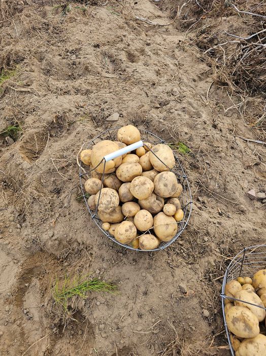 Ziemniaki Ricarda wielkosci sadzeniaka