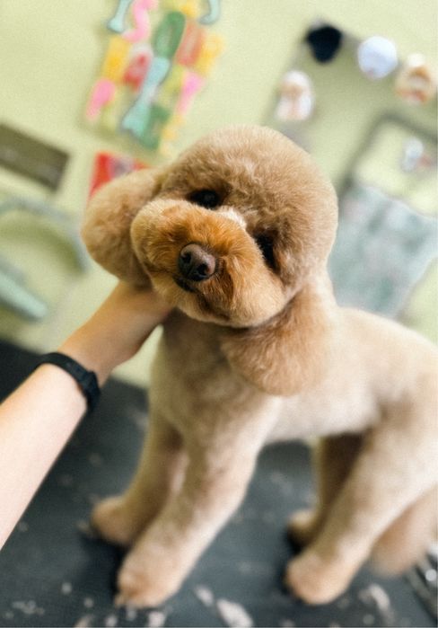 Грумінг на лівому березі