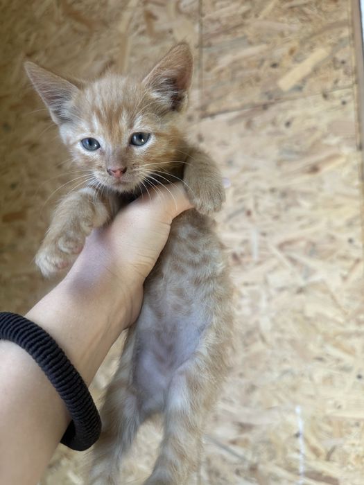 Отдадим котят в добрые руки.
