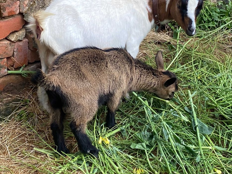 Cabritinho anão para venda