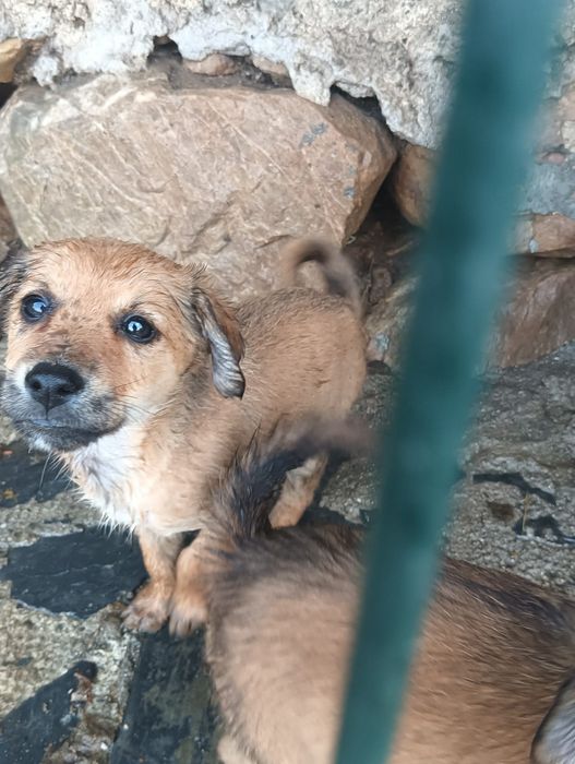 Cães para adoção responsável
