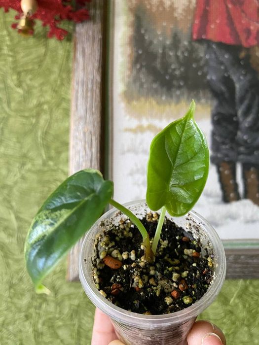 Алоказія Драгон Скейл Мінт alocasia Dragon Scale Mint