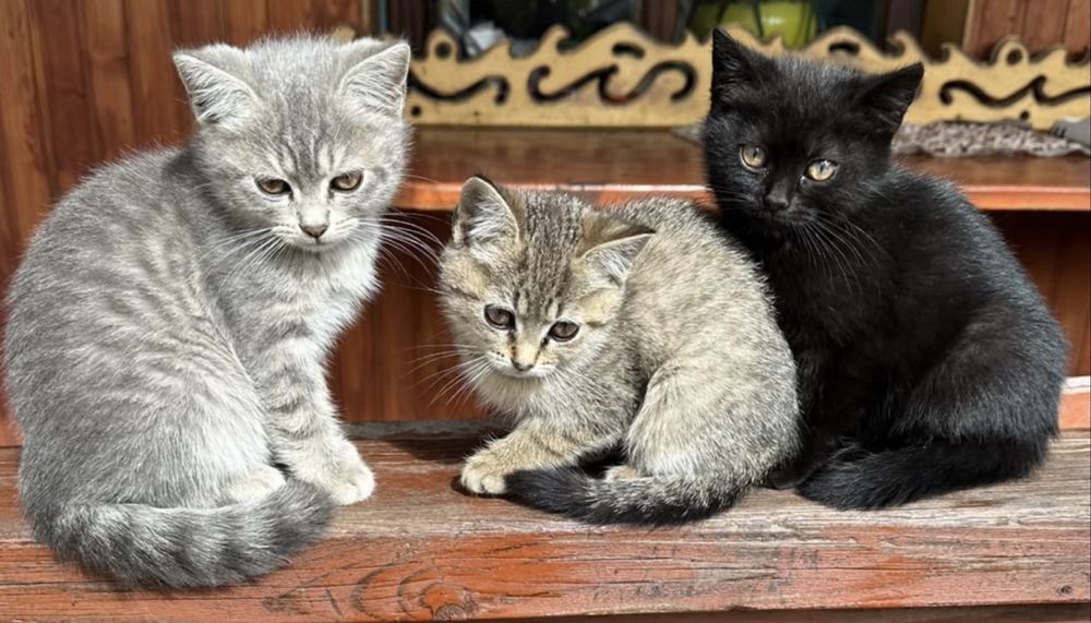 Віддам котики в хороші руки