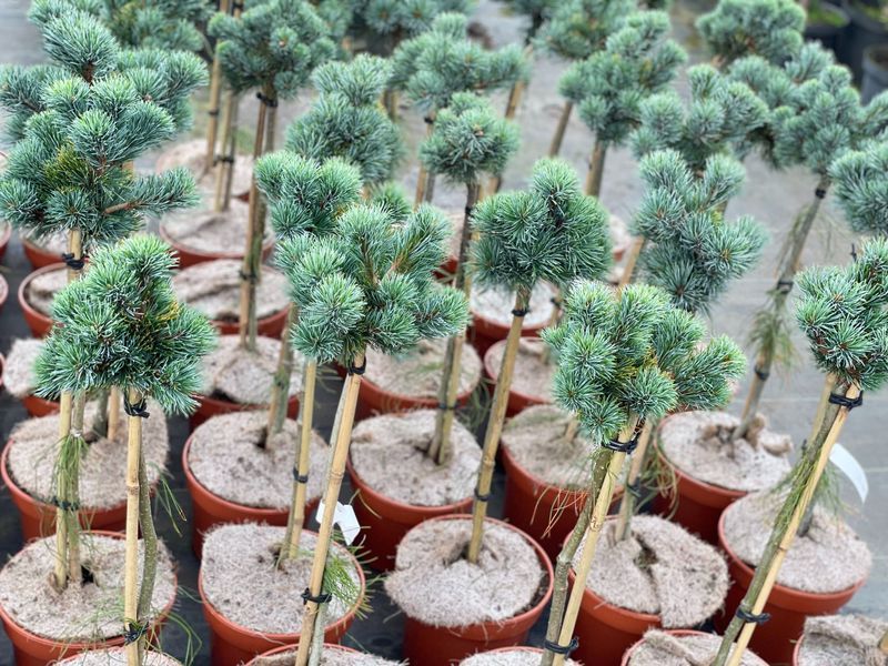 Sosna Kin Po na Pniu 70 cm Cena 145 zł