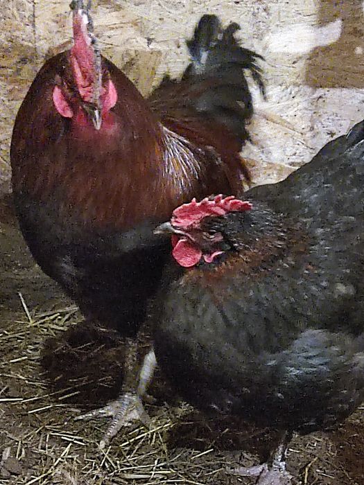 Інкубаційне яйце курей породи Маран