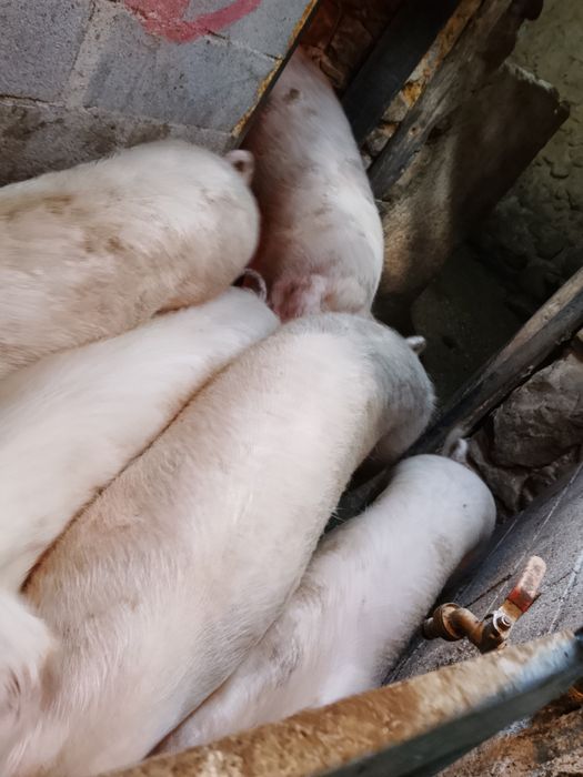 Vendo porcas boas para consumo ou parir