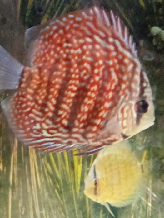 Discus red spoted  6/7cm