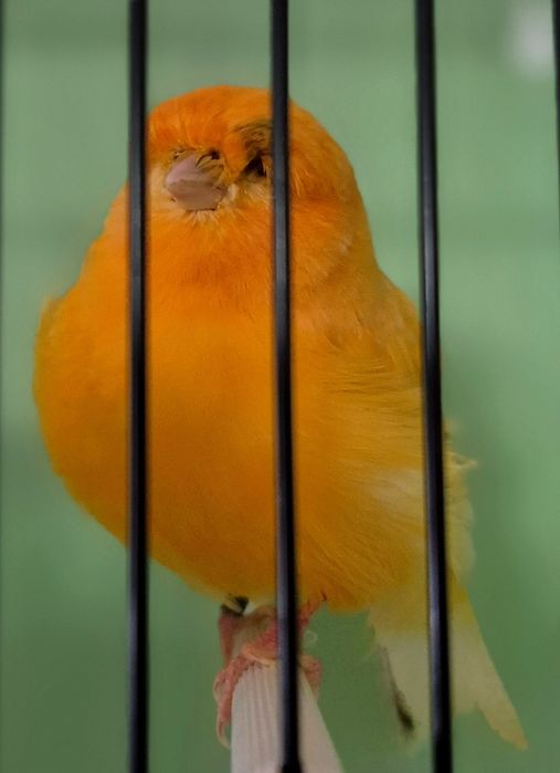 Kanarek kanarki  norwik