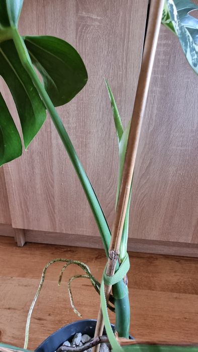 Monstera Jungle Mint