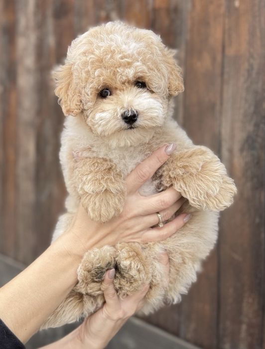 Пушон цуценятка)