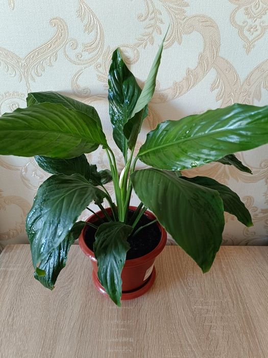 Продається спатіфилум.