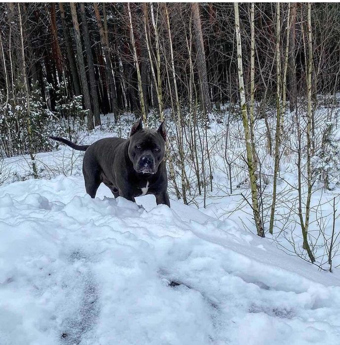 Ам-стаф случка . Родословний .