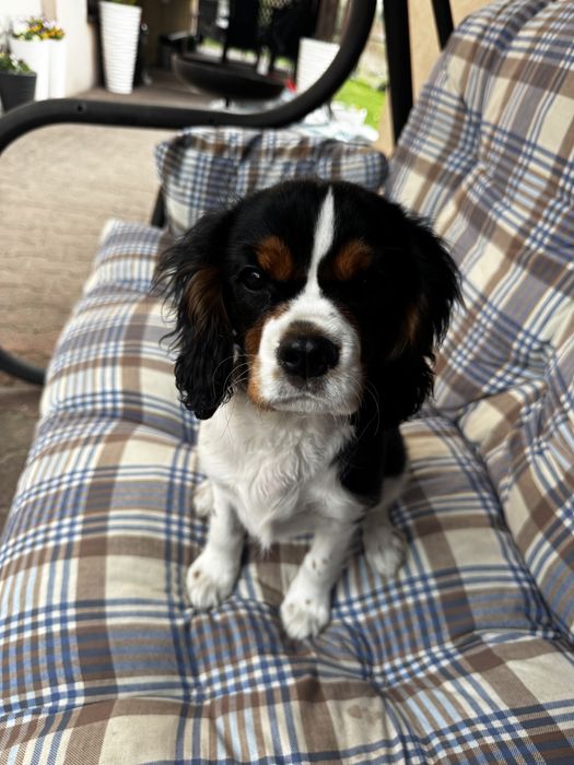 Cavalier king charles spaniel