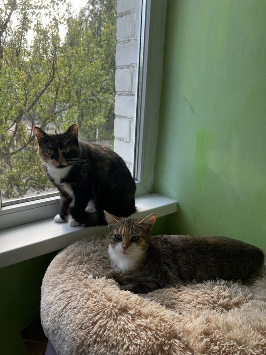 Віддамо котиків у турботливі руки