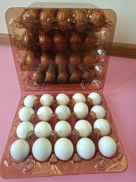 Перепелині яйця  Техас  Селадон