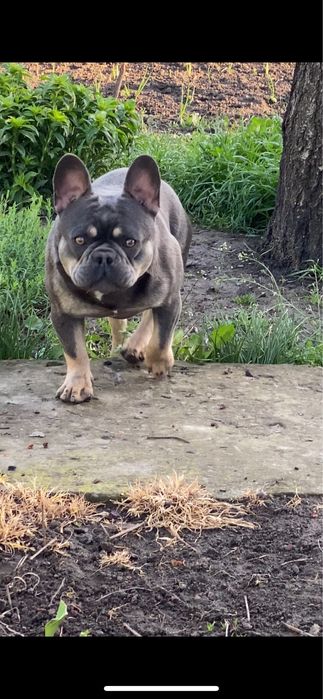 Вязка Французський бульдог лілак тан. Вязка