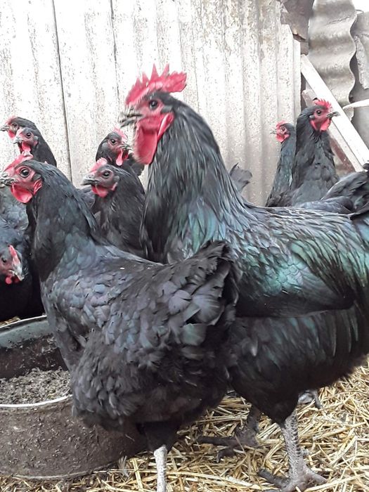 Яйця джерсійського гіганта