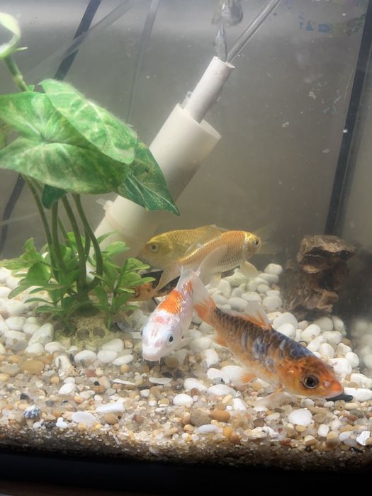 Carpas de Koi, excelege genética.