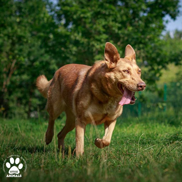 Przyjazna Belcia czeka na nowy dom!