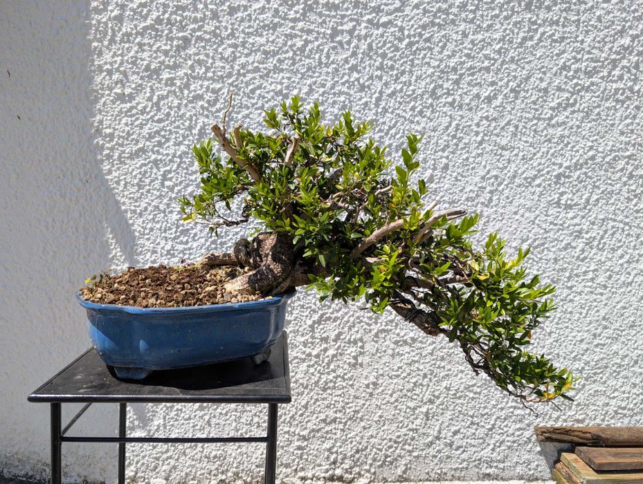 Pré Bonsai Buxus