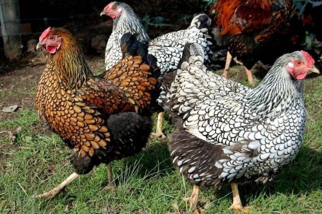 Инкубационное яйцо курей Виандот