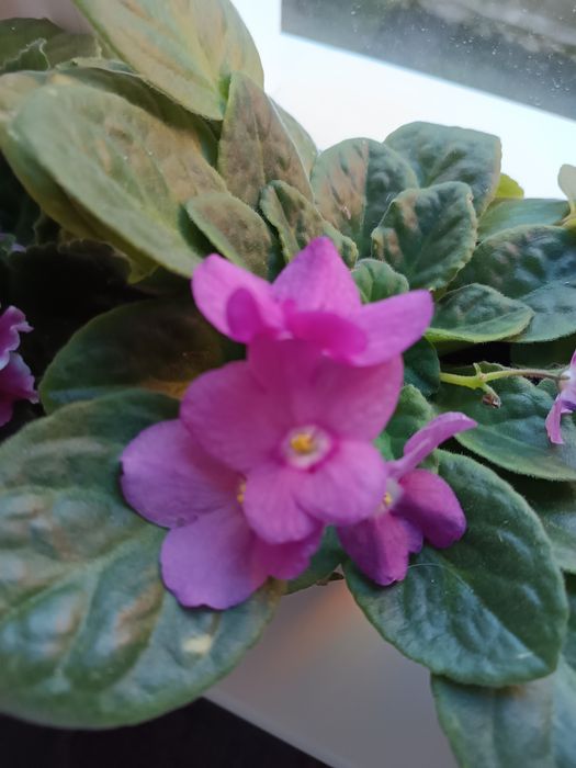 Фіалка дуже гарна.