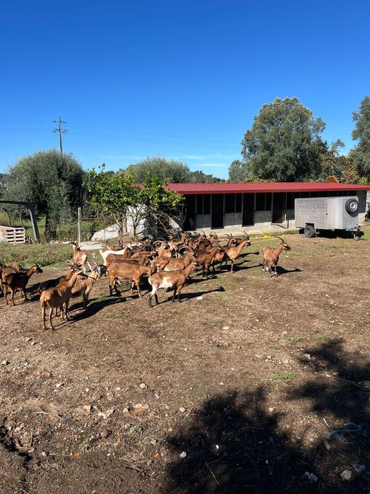 Cabras e cabritas b4