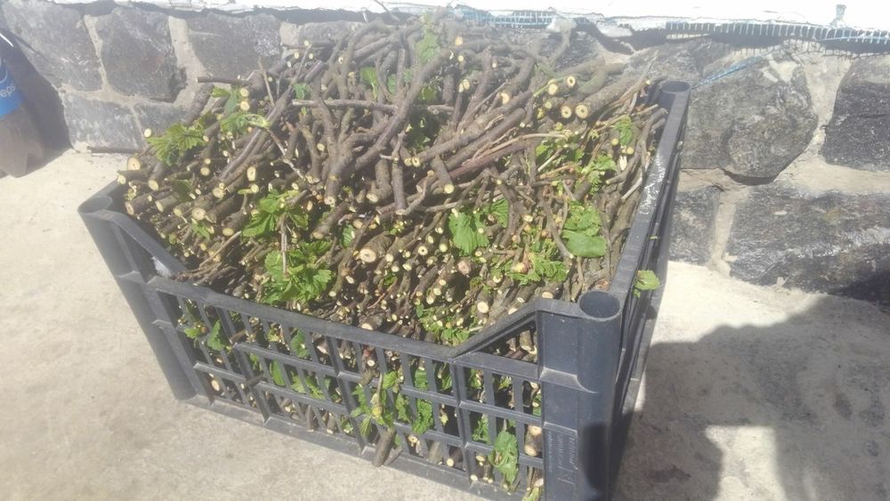 Гілочки смородини