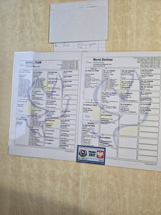 Gołębie pocztowe 73