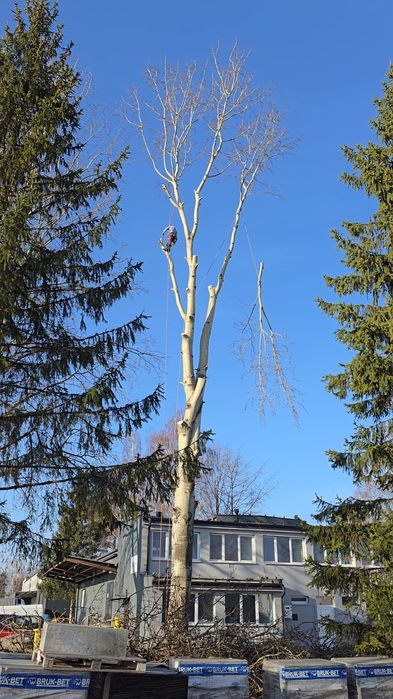 Wycinka drzew/frezowanie pni/mulczer leśny