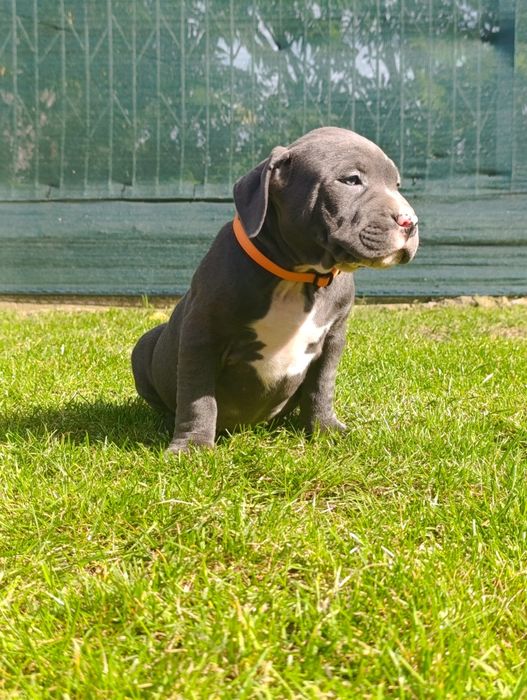 Psiak American Staffordshire Terrier