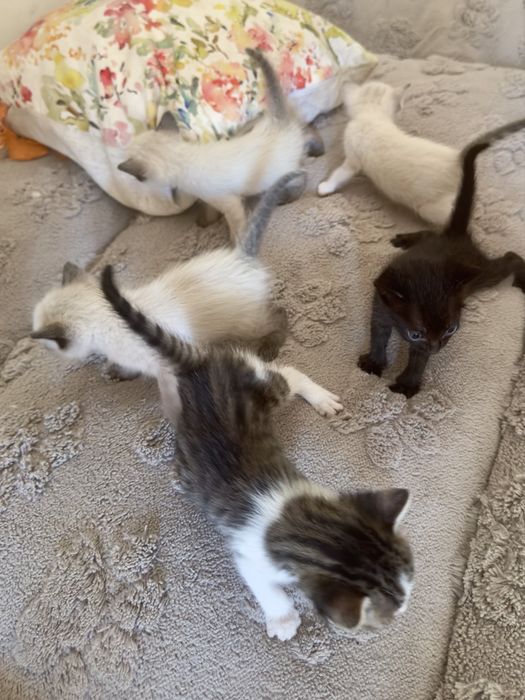 Procuram-se famílias responsáveis para 5 gatinhos bebés