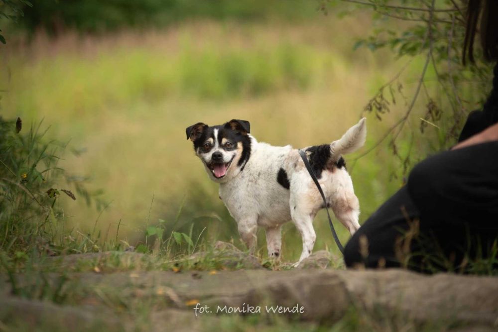 Bobik szuka swojego człowieka