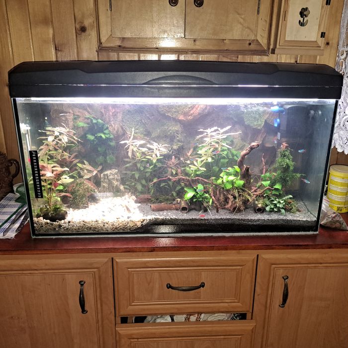 Akwarium słodkowodne