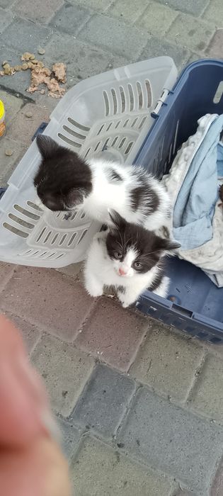 Чорно білі котики хлопчики