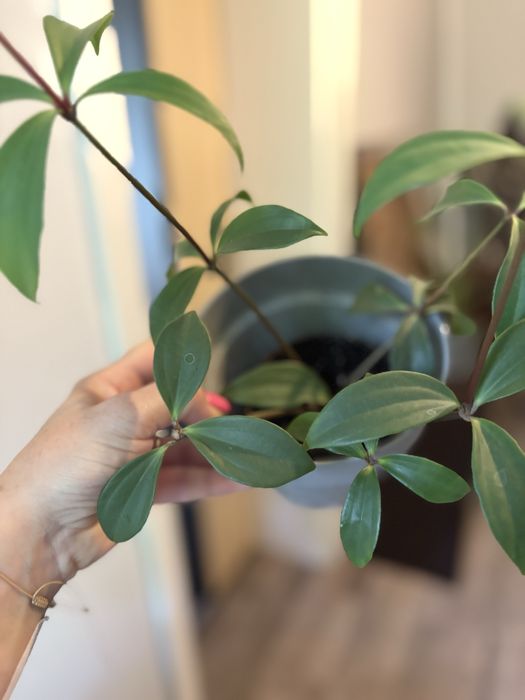 Duża,piękna peperomia