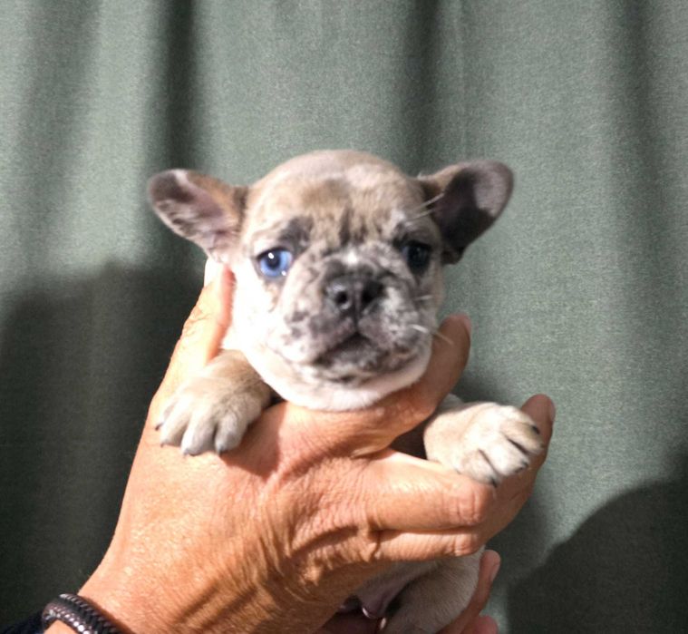 Bulldog francês disponivel femea
