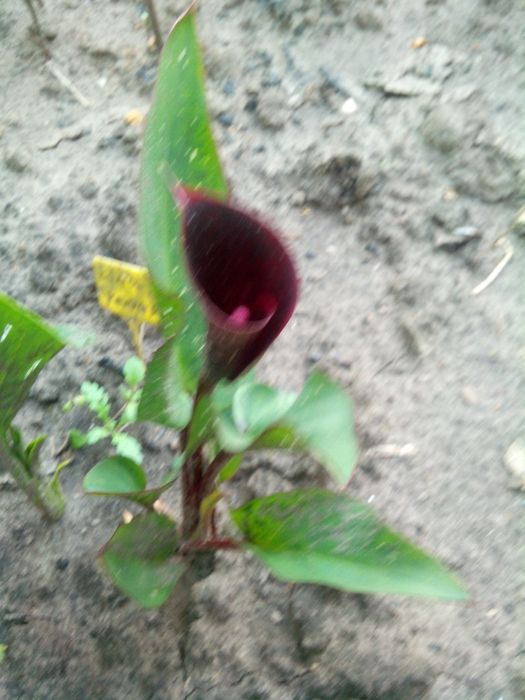 Калла цветущаяся . ( и луковицы.)