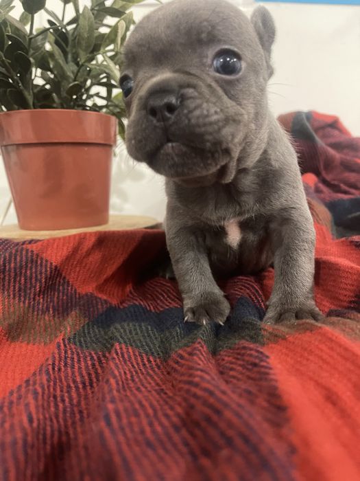 Filhote de Bulldog Francês - Blue