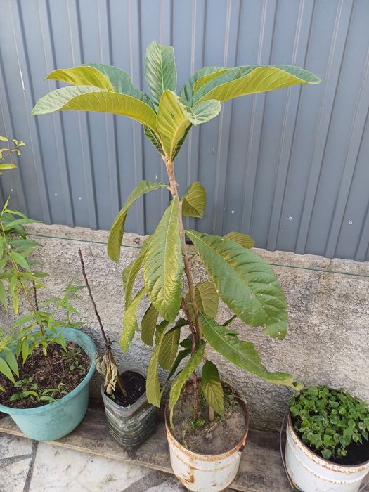 Árvores de Fruto - bananeira, nespereira...