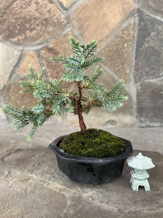 Бонсай вулична рослина ялівець деаметр горщика 13 см