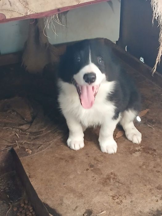 Border collie disponíveis