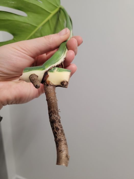 Monstera variegata