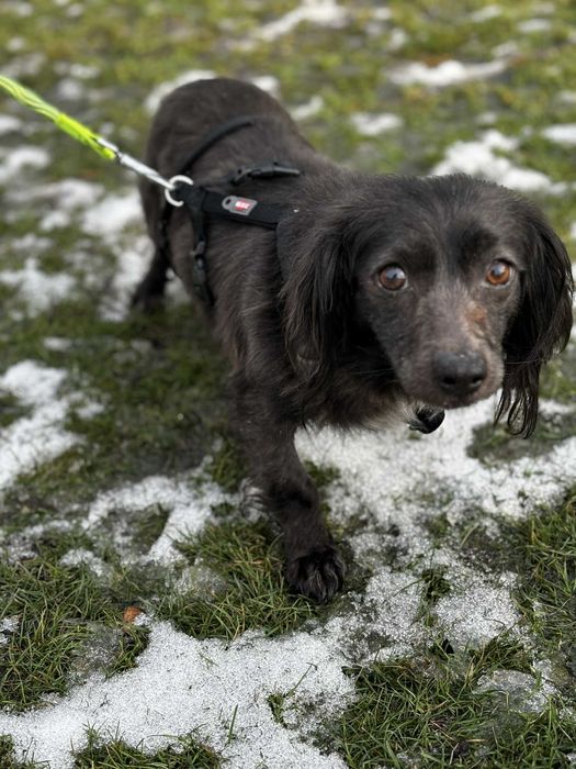 Mikro sunia potrzebuje domu adoptuj