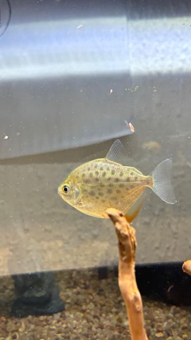 Vendo metynnis hypsauchen, Pacu 10€ cada